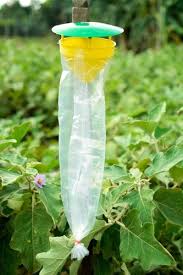 Pheromone Trap